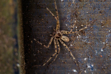 Top View Macro of a Large Huntsman Spider (Sparassidae) on a Dirty Surface