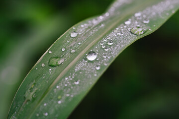 Extreme Macro of Clear Dew Drops and Mist on a Green Leaf Surface