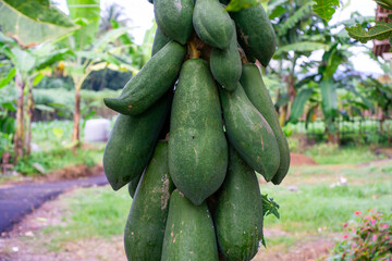 A Bunch of Unripe Green Papayas Growing on a Papaya Tree in a Tropical Farm