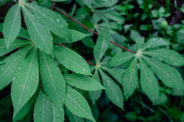 Lush Green Foliage of a Wet Cassava Plant After a Tropical Rain Shower