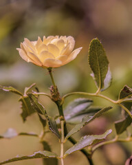 A yellow lady Banks rose illuminated by the morning sun, in a garden in the eastern Andean...