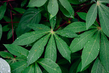 Natural Background of Wet Green Cassava or Singkong Leaves After Rain
