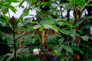 Cassava Plant in a Garden with Some Leaves Showing Symptoms of Disease