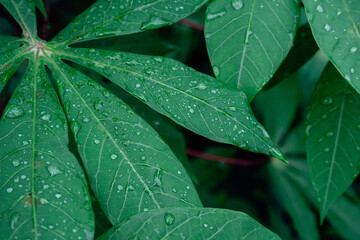 Fresh Raindrops on a Green Cassava or Singkong Leaf in a Tropical Garden