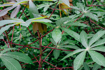 Lush Green Cassava Plant with Contrasting Red Stems in a Tropical Garden