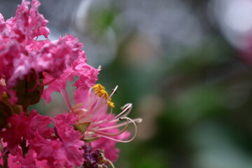 真夏の青空に映える