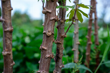 Close Up of Cassava Plant Stems with New Sprouts in an Agricultural Field