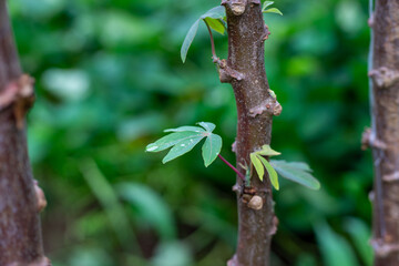 New Green Leaves Sprouting from a Cassava Plant Stem in a Garden