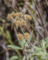 A macela plant ground in the harsh condition of the La Candelaria desert, in the eastern Andean mountains of central Colombia near the town of Raquira.