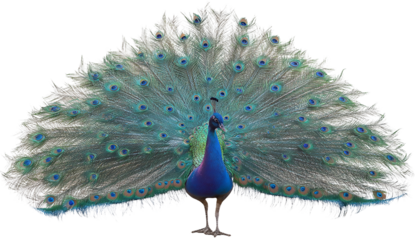 A peacock with its iridescent feathers fully displayed on  a isolated on transparent background