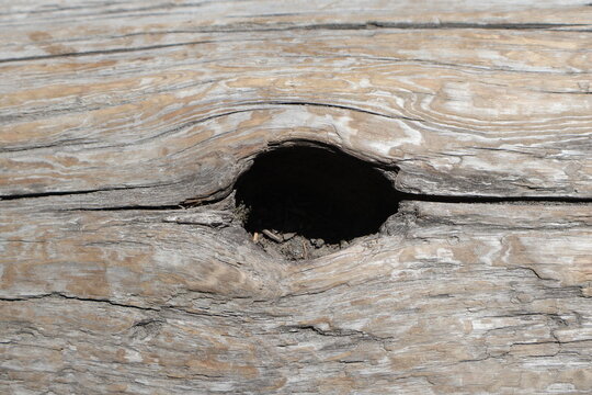 Tree Knothole