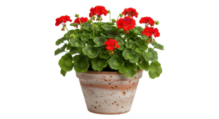 Red geranium flowering plant in ceramic pot isolated PNG with Transparent Background