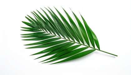 Obraz premium Single vibrant green palm frond isolated on a stark white background; leaflets are long, slender, and sharply pointed