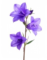 Three vibrant purple bell-shaped flowers bloom on a slender stem against a stark white background, showcasing delicate petals and a budding bloom