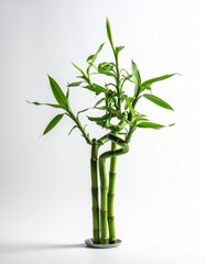 Lush green stalks of lucky bamboo gracefully intertwine, rising from a small, simple gray base against a stark white backdrop
