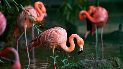 pink flamingo in the zoo