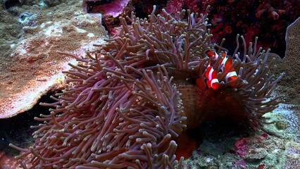 octopus on coral reef