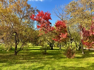 a clear sunny day in the autumn park. a green lawn, colorful colorful autumn trees and a bright blue sky with clouds.