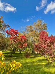 a clear sunny day in the autumn park. a green lawn, colorful colorful autumn trees and a bright blue sky with clouds.