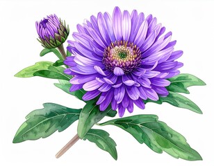 A vibrant purple aster blossom with a closed bud and lush green leaves, depicted in a detailed botanical illustration style against a stark white backdrop