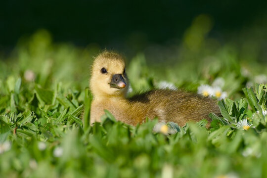 Young greylag gosling resting peacefully in green grass with flowers close-up