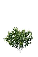 lavender, flower, purple, nature, plant, garden, flowers, field, summer, spring, herb, blossom, flora, bloom, violet, beauty, blue, floral, aromatherapy, aroma, macro, color, herbal, close up, medicin