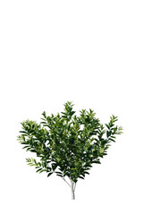 lavender, flower, purple, nature, plant, garden, flowers, field, summer, spring, herb, blossom, flora, bloom, violet, beauty, blue, floral, aromatherapy, aroma, macro, color, herbal, close up, medicin