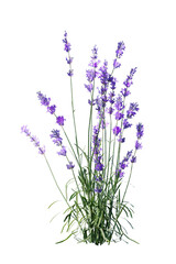 Naklejka premium lavender, flower, purple, nature, plant, garden, flowers, field, summer, spring, herb, blossom, flora, bloom, violet, beauty, blue, floral, aromatherapy, aroma, macro, color, herbal, close up, medicin
