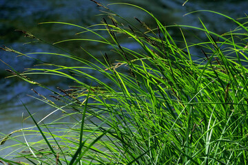 Obraz premium grass and water