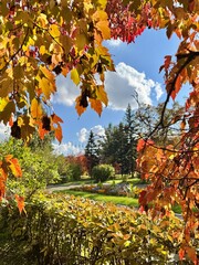 colorful colorful autumn in the park. a frame of leaves and a view of the park