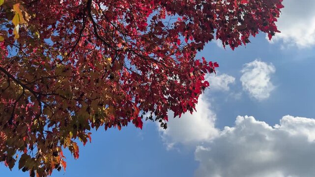 Looking up at autumn trees with bright red leaves against a clear blue sky with white clouds, capturing the beauty and atmosphere of the fall season