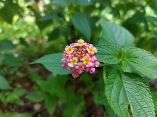 Close-up of colorful lantana camara flower blooming in the garden, with fresh green leaves and natural background.