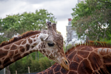 giraffe in the zoo