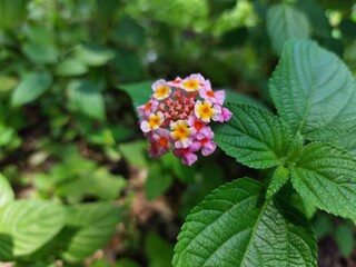 Close-up of colorful lantana camara flower blooming in the garden, with fresh green leaves and natural background.