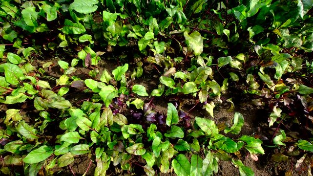 Moving camera sideway from right to left above organic beetroots well growing in sandy garden bed and in full sun