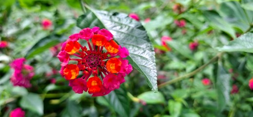A close-up shot of a vibrant lantana flower, showcasing its beautiful cluster of pink and orange florets.