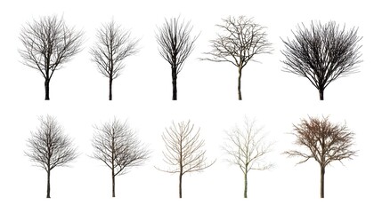 Fototapeta premium A collection of twelve trees in winter, showcasing various leafless forms and shapes against a white background, highlighting their unique structures and silhouettes
