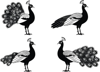 Black and white peacock illustrations, elegant tail feather variations, artistic bird designs, silhouette style, decorative animal art, nature-inspired vector graphics, wildlife elegance