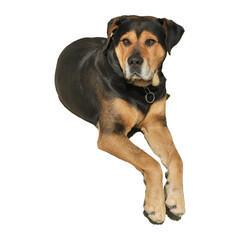 
dog sitting with white background