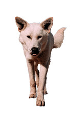 dog looking up white background