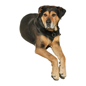 
dog sitting with white background