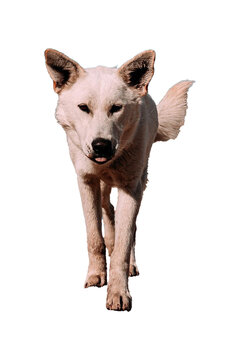 dog looking up white background