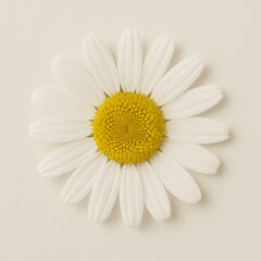 Fototapeta premium Single daisy flower on light beige background