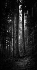 Fototapeta premium Mysterious Forest Path in Black and White.