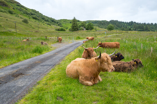 Scottish Longhorn Cattle at rest in the Highlands mear Oban