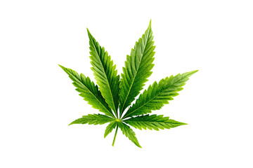 Fototapeta premium Green marijuana leaf, isolated on a white background, for herbal and medical use