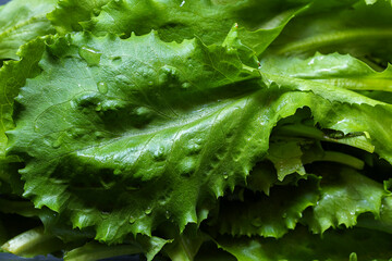 Fresh green lettuce leaves with water drops on dark background
