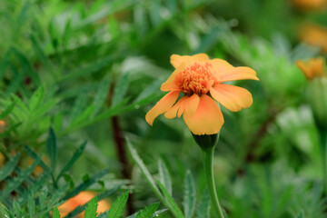 The peacock grass in the garden blooms with golden flowers, belonging to the Asteraceae and Marigold genera