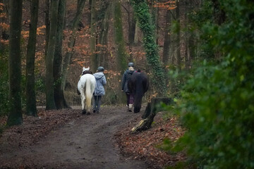 Two people walking on a forest path with two horses, black and white horses, on a moody winter day with dark forest background, Germany