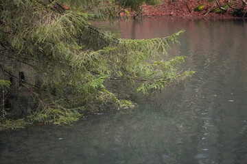 Spruce tree branches with needles growing over blue forest lake water on a dark and moody autumn day, Germany